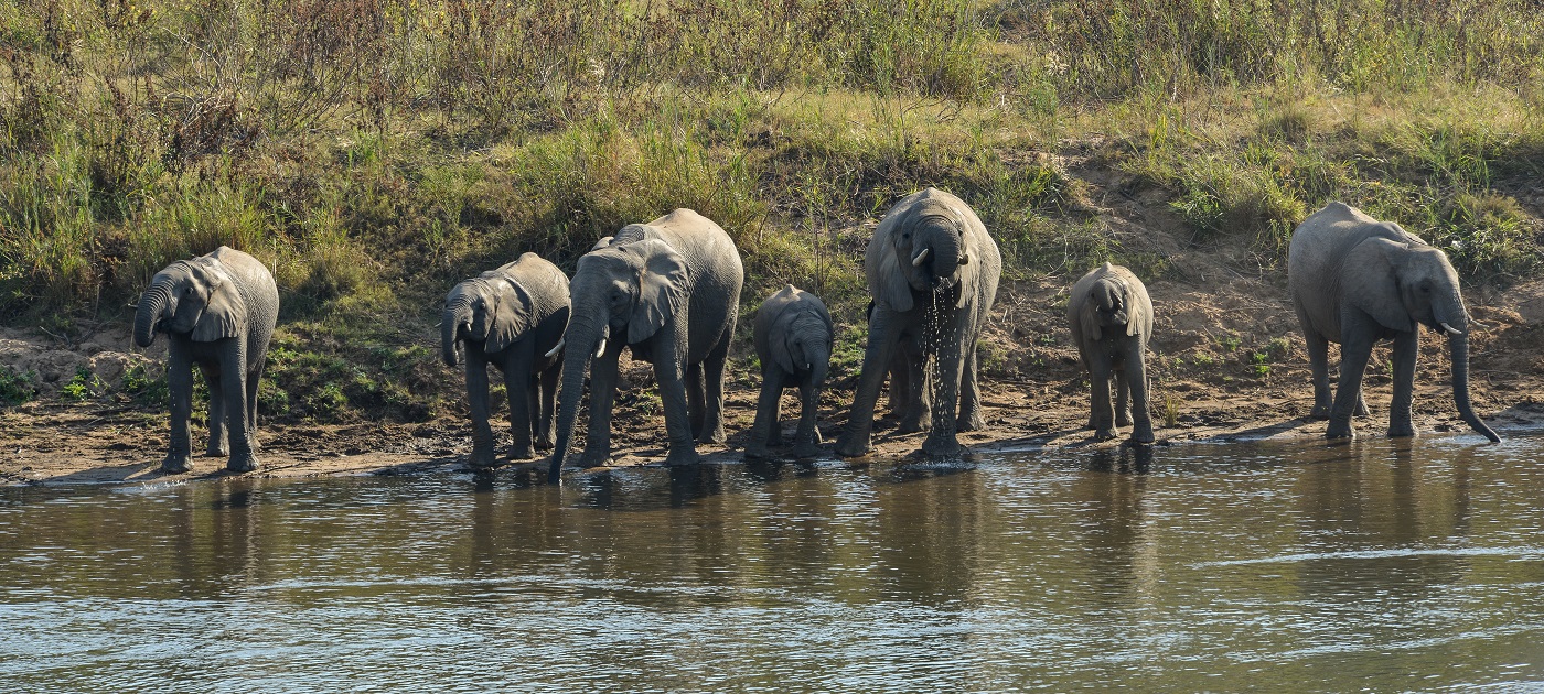 New Tinga Family Suite at Lion Sands Game Reserve – APTA