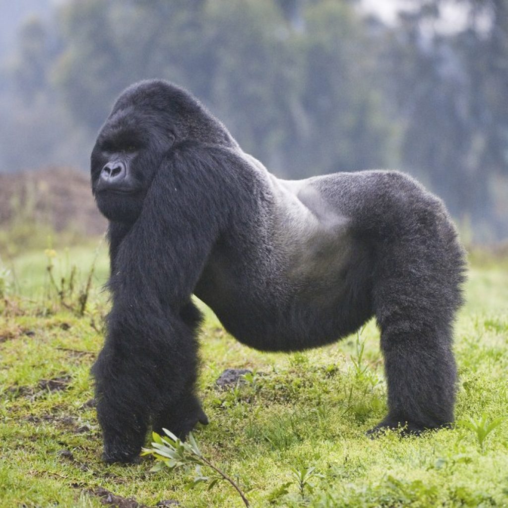 rwanda safari, rwanda gorilla trek