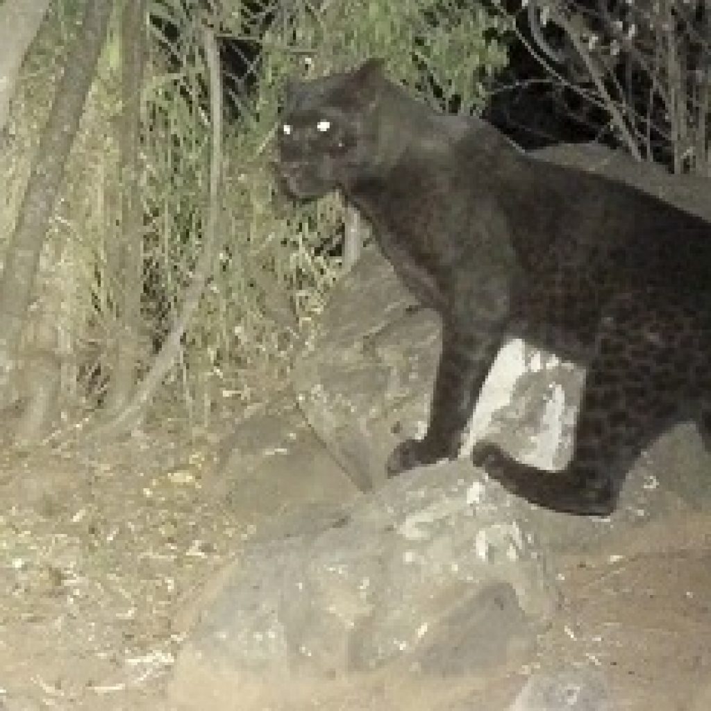 Elewana Collection Report Rare Black Leopards In Loisaba Conservancy – Apta