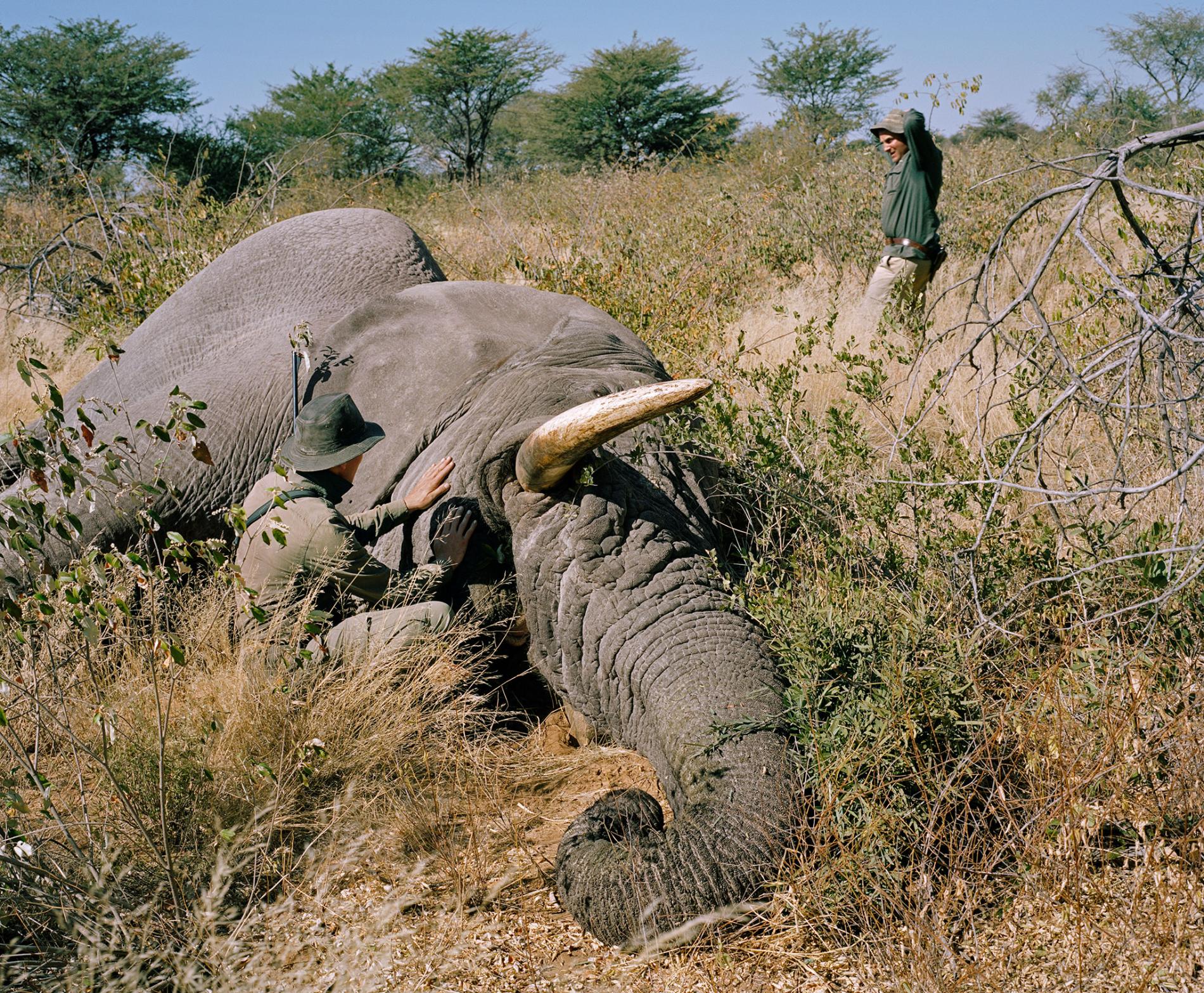 Botswana Lifts Ban on Elephant Hunting – APTA