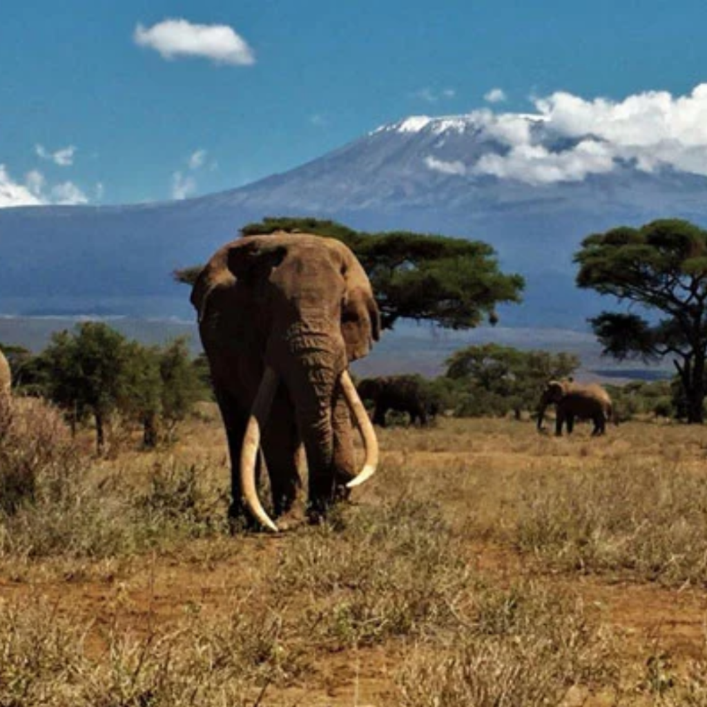 World's Famous Big Tusker Elephant “Tim” Dies in Amboseli – APTA