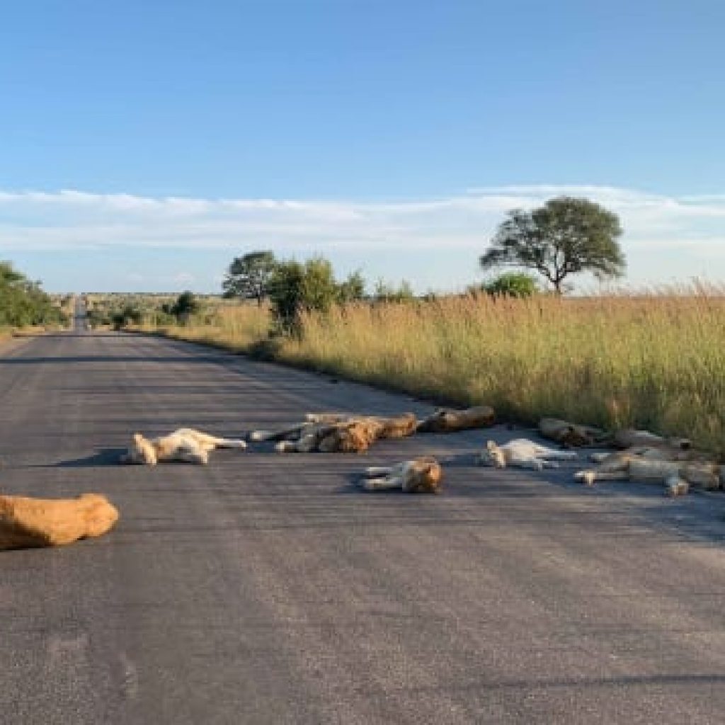 Lions Take Over the Roads in Kruger National Park – APTA