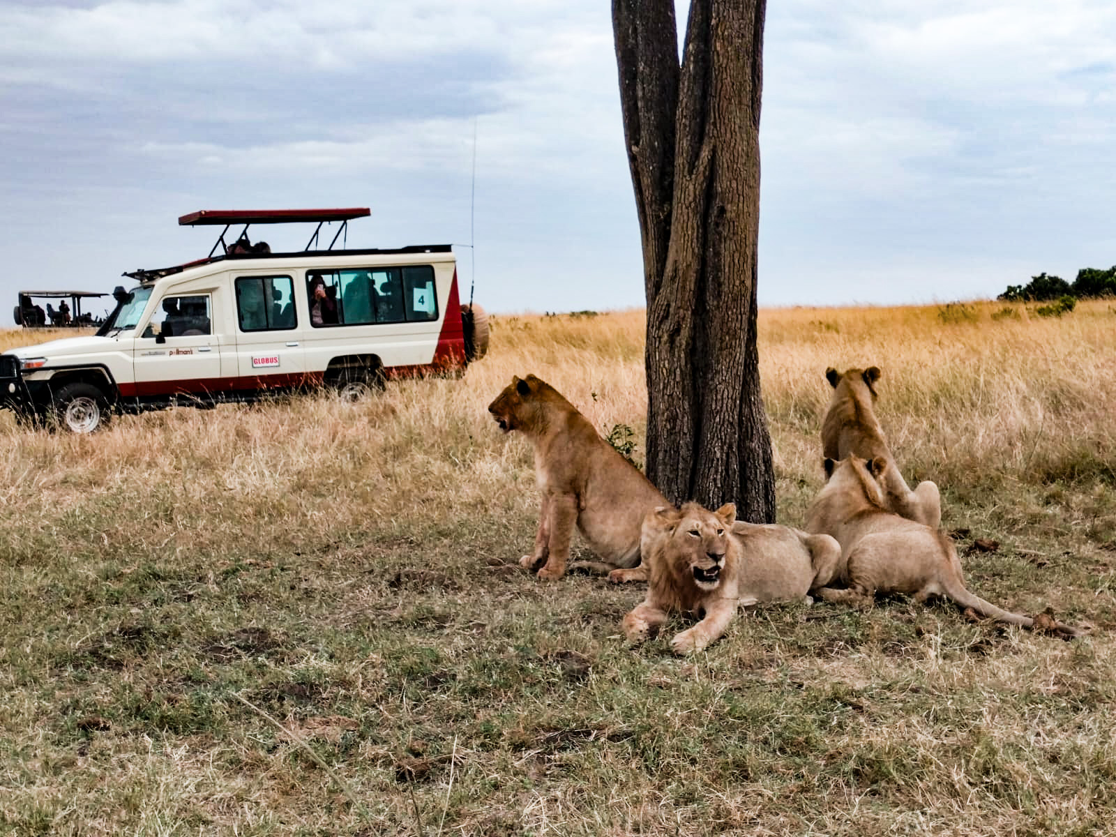 pollman safaris kenya