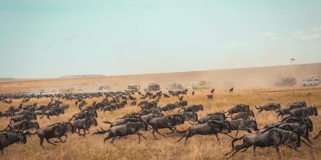 Overcrowding at Serengeti Migration Sites Addressed