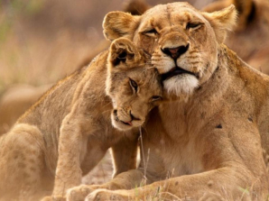 Mpumalanga Bans Captive Lion Breeding