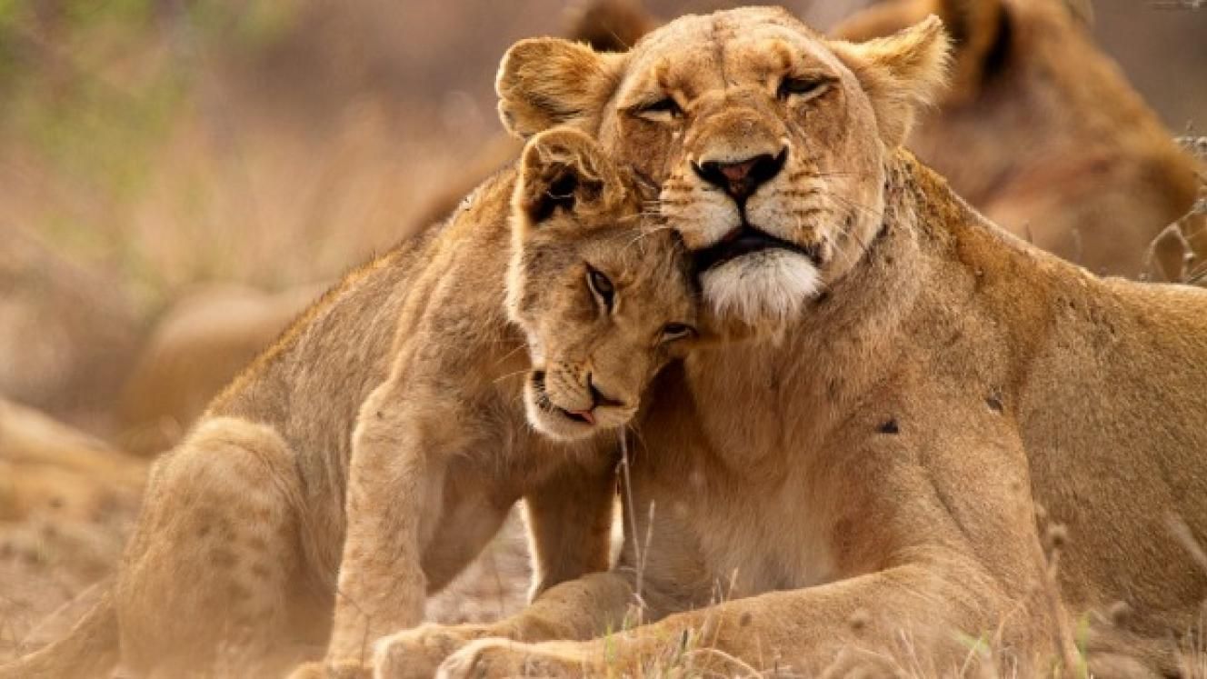 Mpumalanga Bans Captive Lion Breeding