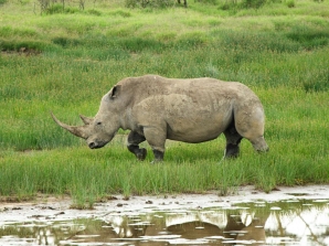 White Rhino Back in Gonarezhou After a Century